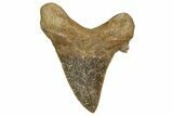 Serrated Sokolovi (Auriculatus) Shark Tooth - Dakhla, Morocco #321865-1